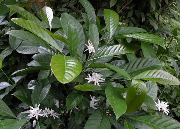hinh_anh_cay_ca_phe_mit_coffea_liberica