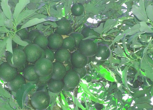 hinh_anh_cay_bo_reed_giai_doan_kinh_doanh