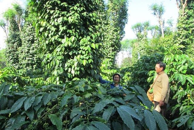 mô hình trồng tiêu xen cà phê hiệu quả