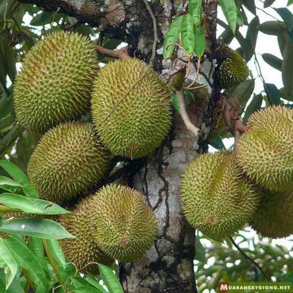 Kỹ thuật trồng sầu riêng Musang King