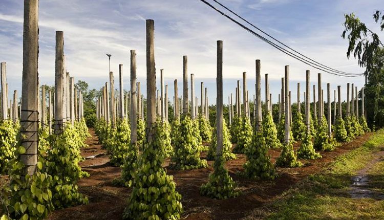 ky_thuat_trong_tieu_dau_mua_mua