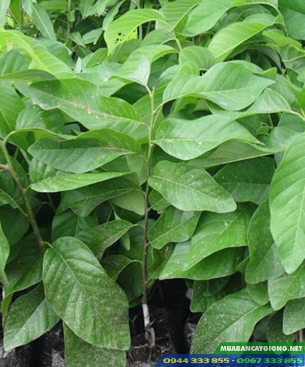 cay_giong_na_thai_lan Cây giống na hoàng hậu (na thái lan)