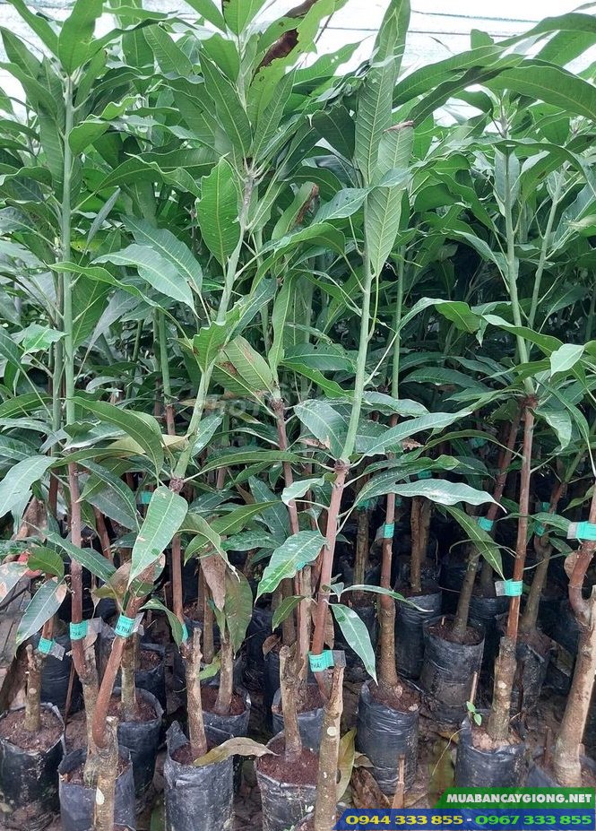 cay_giong_xoai_thai Cây giống xoài thái hạt lép