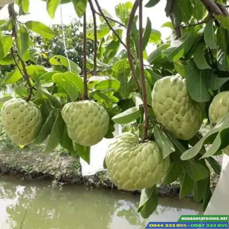 cay_mang_cau_na_thai cây na hoàng hậu, mãng cầu na thái lan