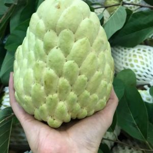 Giống na thái lan (na hoàng hậu)