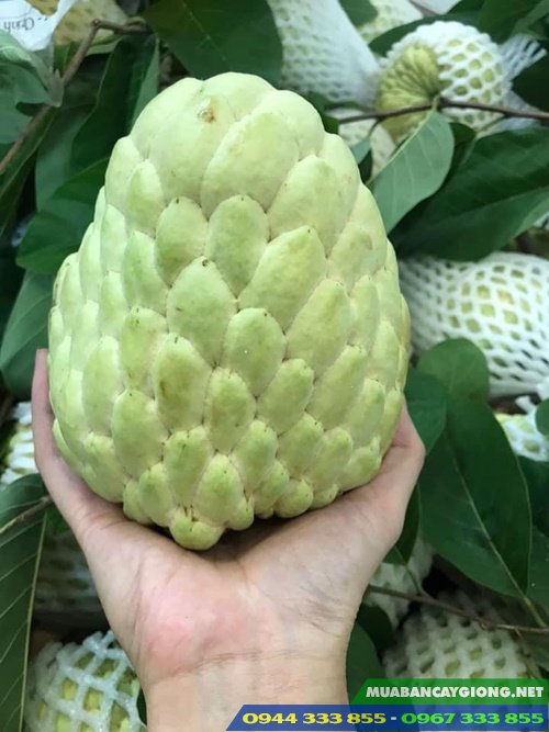 giong_na_thai_lan Giống na thái lan (na hoàng hậu)