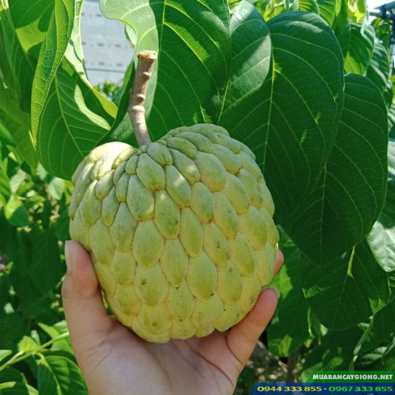 qua_mang_cau_na_thai Quả mãng cầu na thái lan