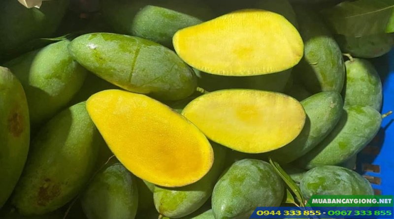 xoai_thai_hat_lep xoài thái hạt lép