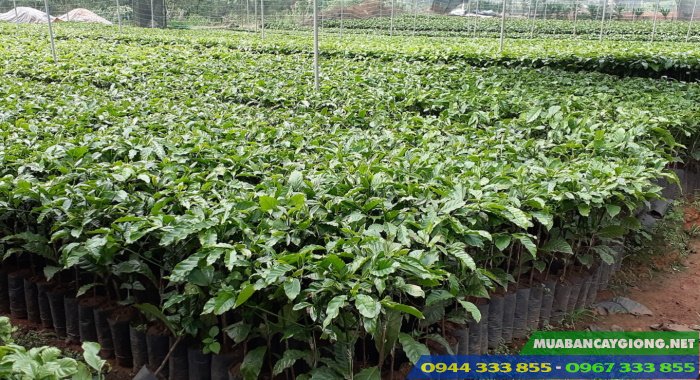 cay_giong_ca_phe_ghep_thien_truong Cây giống cà phê Thiện Trường ghép
