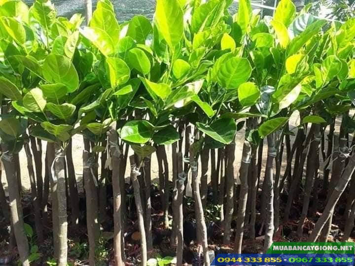 cay_giong_mit_thai_sieu_som_changai Cây giống mít thái siêu sớm changai