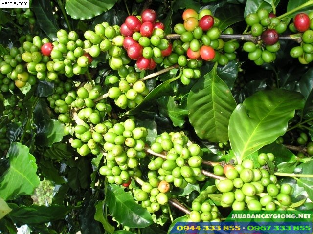 giong_ca_phe_thien_truong Giống cà phê thiện trường