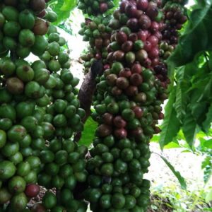 Giống cà phê thiện trường (xuất xứ Lâm Đồng)