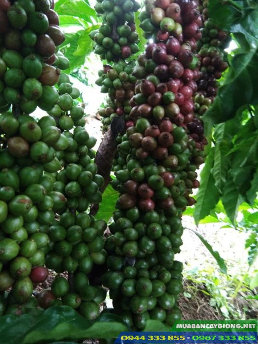 giong_ca_phe_thien_truong_lam_dong Giống cà phê thiện trường (xuất xứ Lâm Đồng)