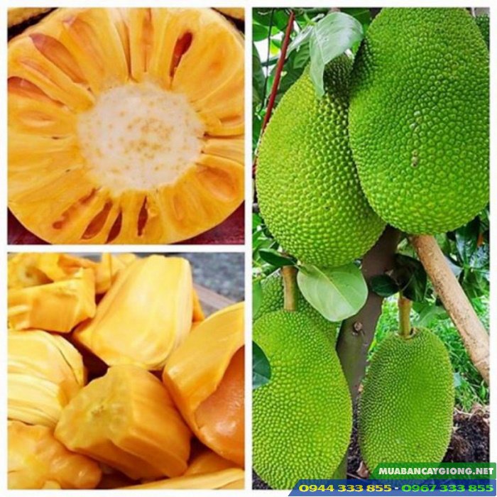 giong_mit_thai_sieu_som_changai Giống mít thái siêu sớm (mít changai)