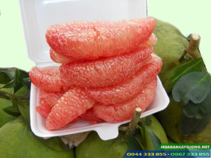 buoi_da_xanh_ruot_hong_ruot_do Bưởi da xanh ruột hồng (ruột đỏ)