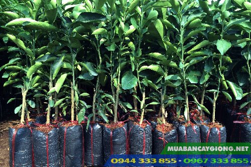 cay_giong_buoi_da_xanh_ruot_hong_ruot_do Cây giống bưởi da xanh ruột hồng (ruột đỏ)
