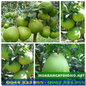 Giống bưởi da xanh ruột hồng (ruột đỏ)