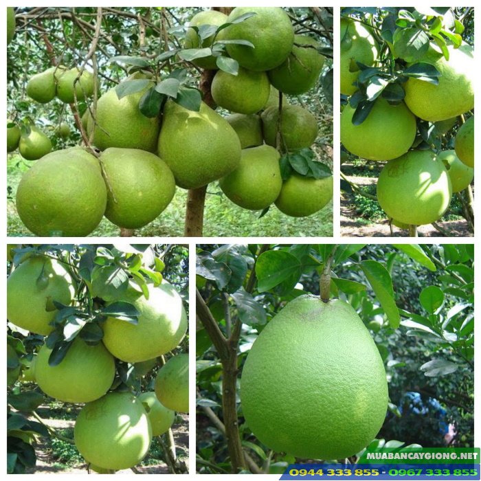 giong_buoi_da_xanh_ruot_hong_ruot_do Giống bưởi da xanh ruột hồng (ruột đỏ)