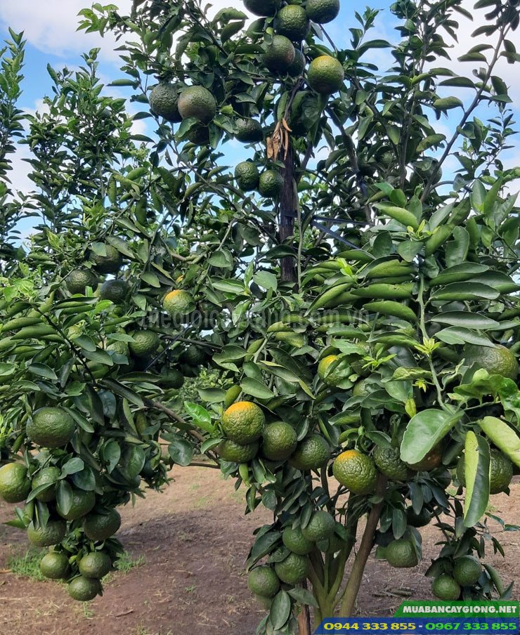 ban_giong_cay_cam_sanh Bán giống cây cam sành