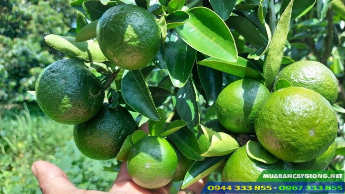 cay_cam_sanh cây cam sành