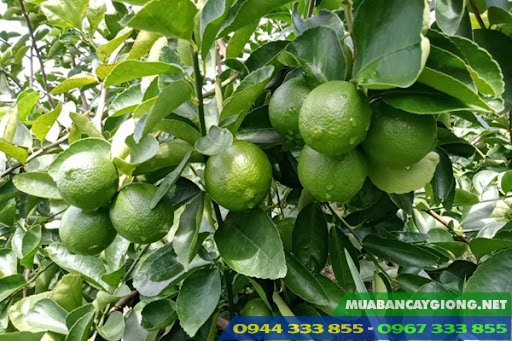 Chanh không hạt trái chùm mang lại kinh tế ổn định