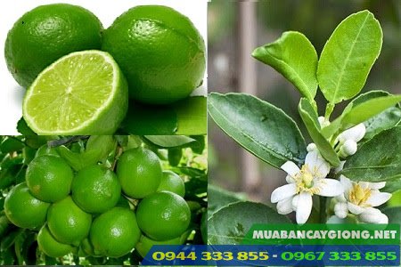 Giống chanh không hạt trái chùm năng suất cao