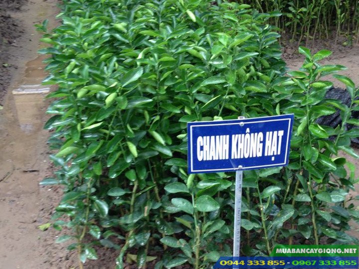 cay_giong_chanh_khong_hat Cây giống chanh không hạt trái chùm