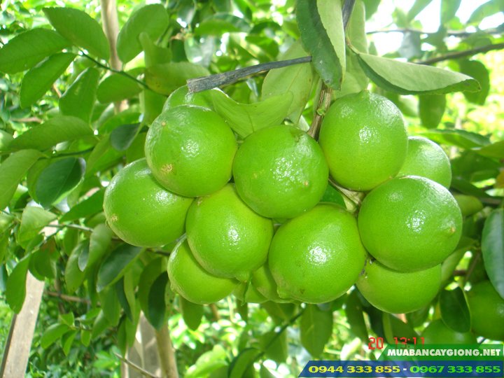 ky_thuat_trong_cay_chanh_khong_hat Kỹ thuật trồng cây chanh không hạt