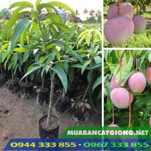 Cung cấp cây giống xoài Úc - 0944.333.855