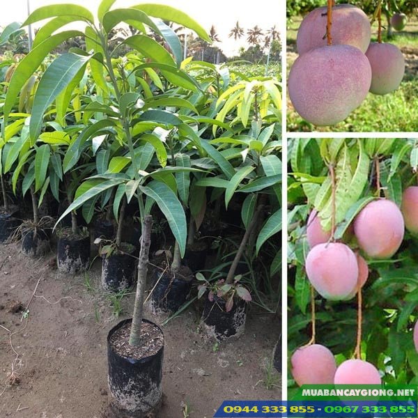Cung_cap_cay_giong_xoai_uc Cung cấp cây giống xoài Úc - 0944.333.855