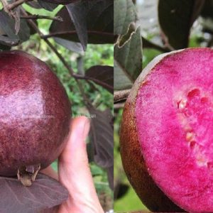 Giống ổi mới: Ổi tím Mã Lai