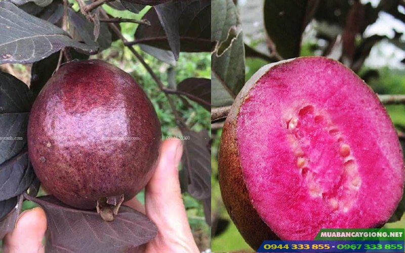 Giong_oi_moi_oi_tim_ma_lai Giống ổi mới: Ổi tím Mã Lai