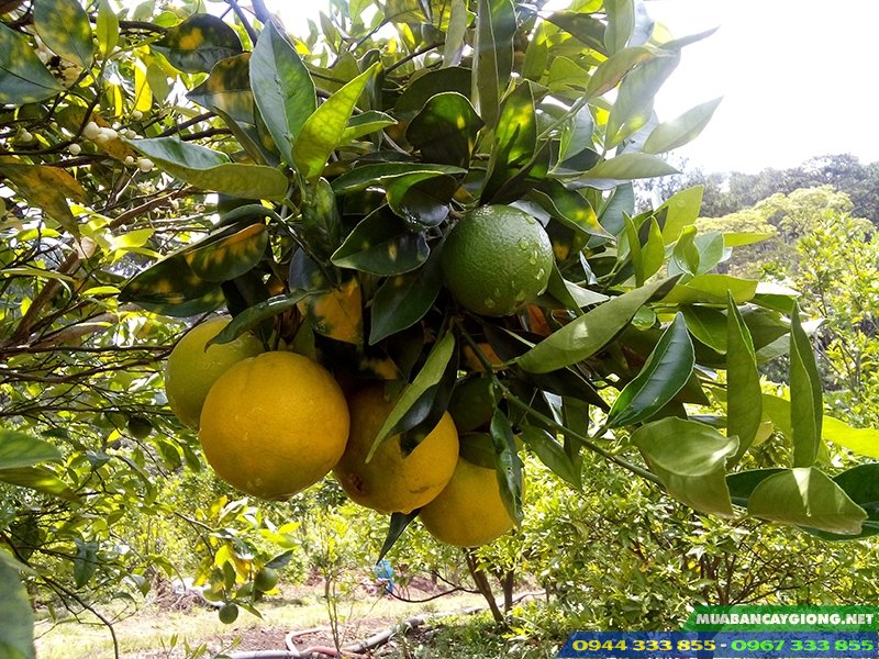 Giống cam cara ruột đỏ không hạt