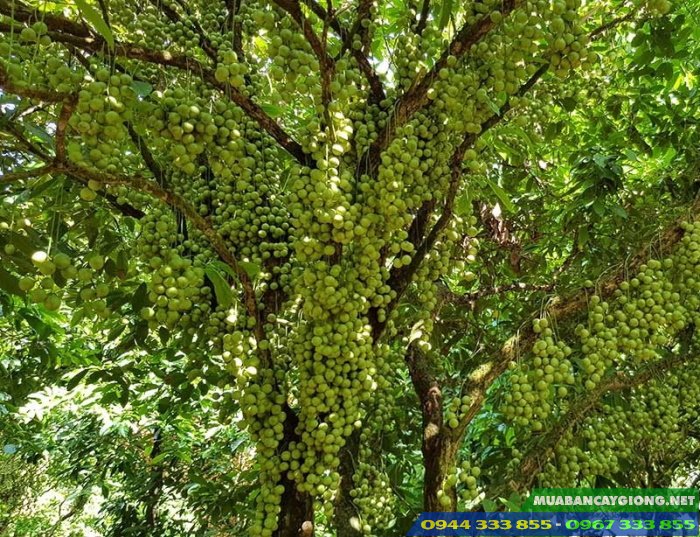 cay_dau_da_xanh_cay_dau_xanh Cây dâu da xanh (còn gọi là cây dâu xanh)