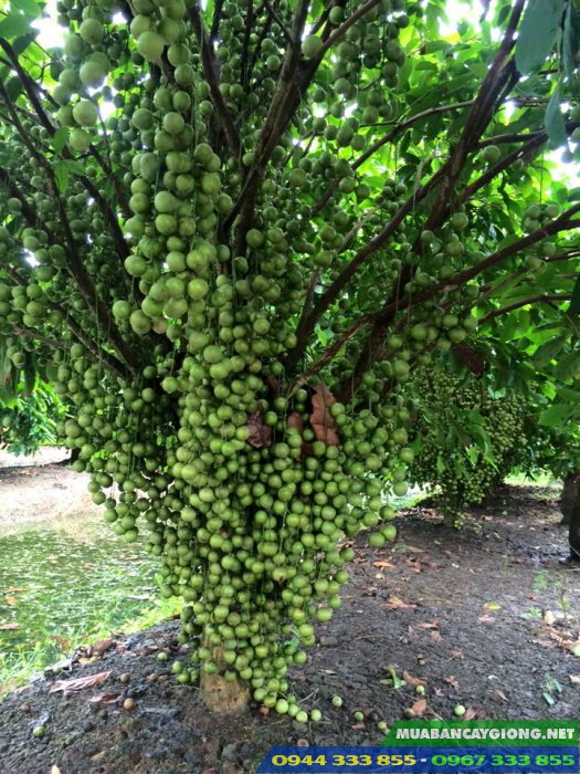 cay_dau_xanh_dau_da_xanh_trong_tai_mien_tay Cây dâu xanh (dâu da xanh) trồng tại miền Tây