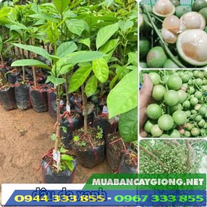Cây giống dâu da xanh (cây giống dâu xanh)