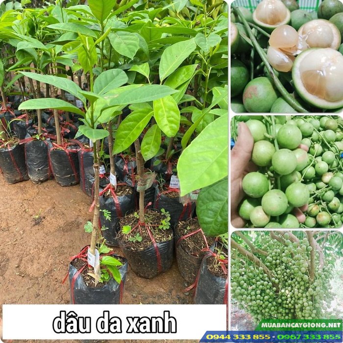 cay_giong_dau_da_xanh_cay_giong_dau_xanh Cây giống dâu da xanh (cây giống dâu xanh)
