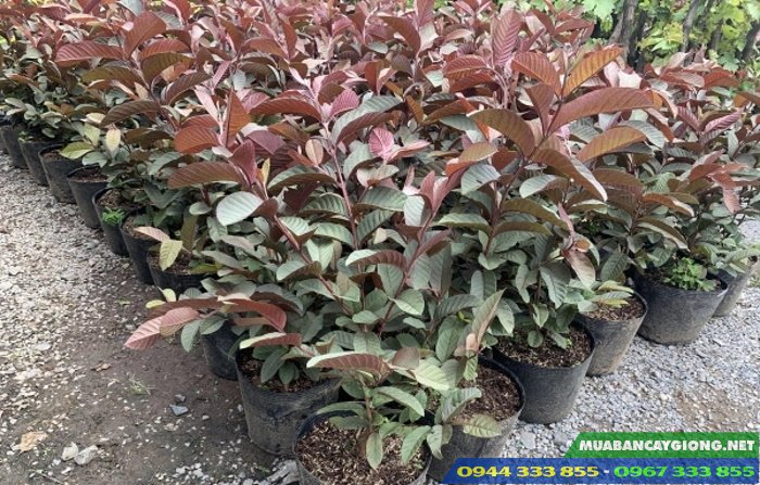 cay_giong_oi_tim_malaysia