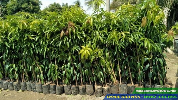 cay_giong_xoai_uc_hong Địa chỉ bán cây giống xoài úc (xoài hồng)