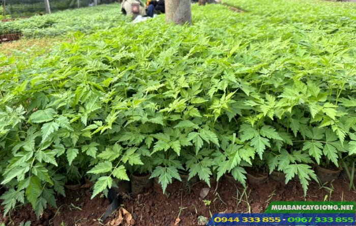 cay_giong_xoan_ta Cây giống xoan ta (xoan trắng, xoan nhà)
