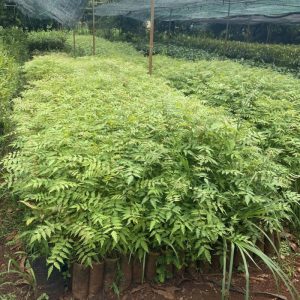 Cung cấp cây giống xoan ta (xoan trắng, xoan nhà)