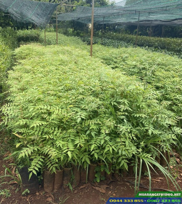 cung_cap_cay_giong_xoan_ta_xoan_trang Cung cấp cây giống xoan ta (xoan trắng, xoan nhà)