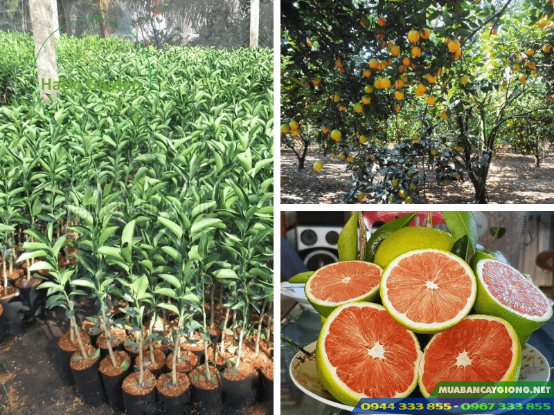 cung_cap_giong_cam_cara_ruot_do_khong_hat Cây giống cam cara ruột đỏ không hạt