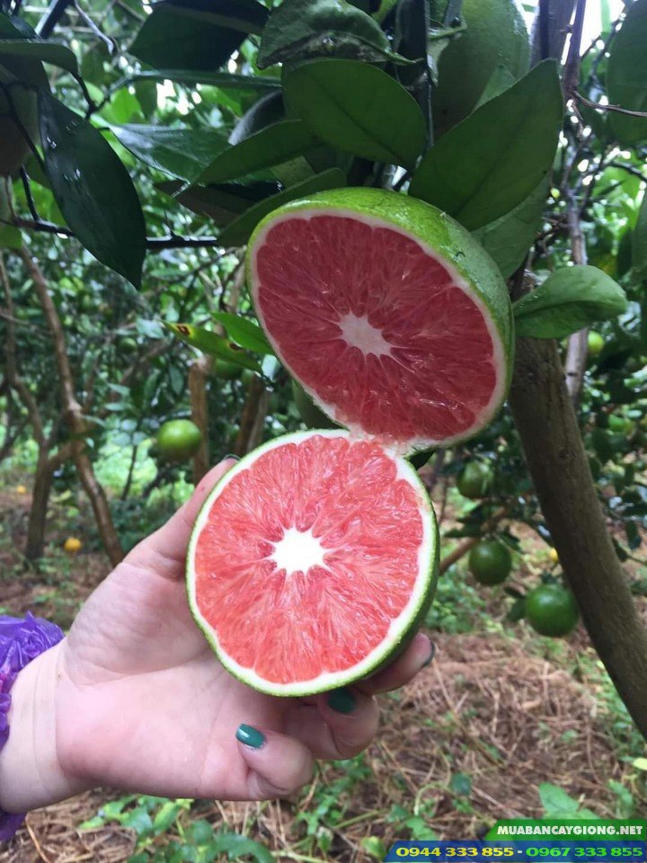 Cam cara ruột đỏ không hạt