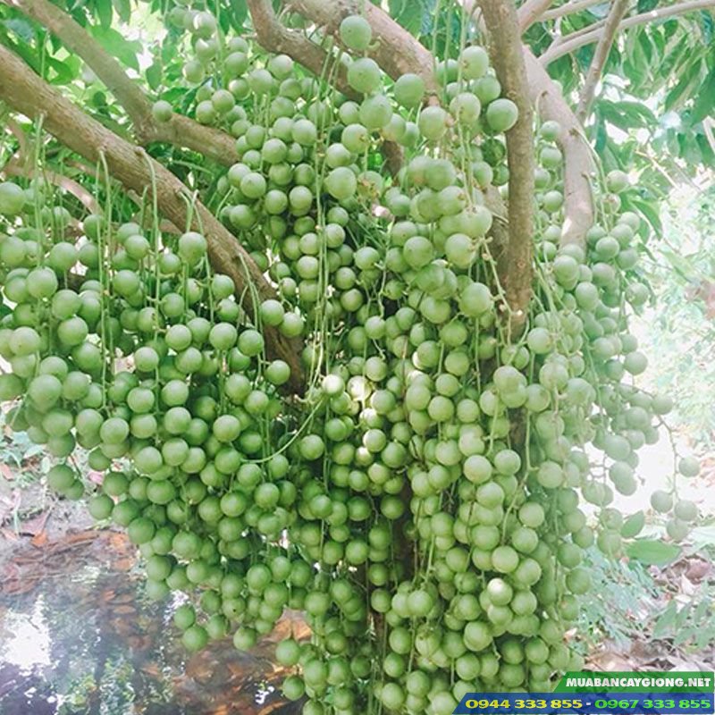 giong_cay_dau_da_xanh_cay_dau_xanh Giống cây dâu da xanh (cây dâu xanh)