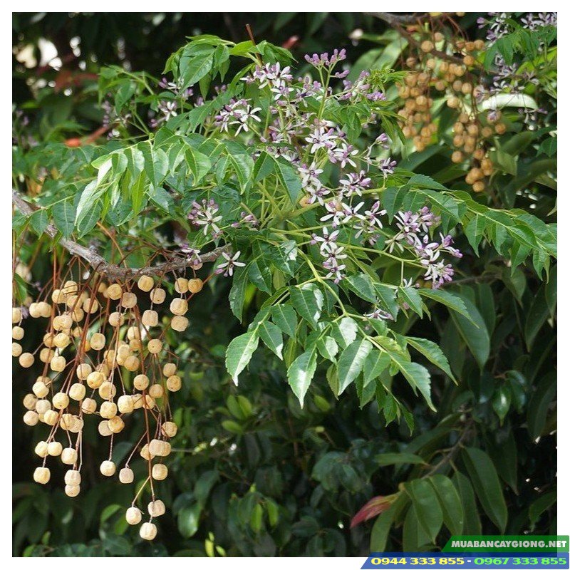 giong_cay_xoan_ta_xoan_trang Giống cây xoan ta (xoan trắng)