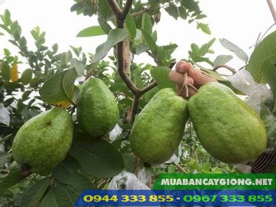 giong_oi_le_dai_loan_de_trong_nhanh_thu_hoach Giống ổi lê Đài Loan - Dễ trồng nhanh thu hoạch