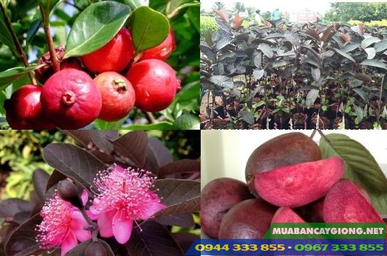 giong_oi_tim_malaysia_giong_oi_moi_doc_la Giống ổi tím Malaysia (Giống ổi mới độc lạ)