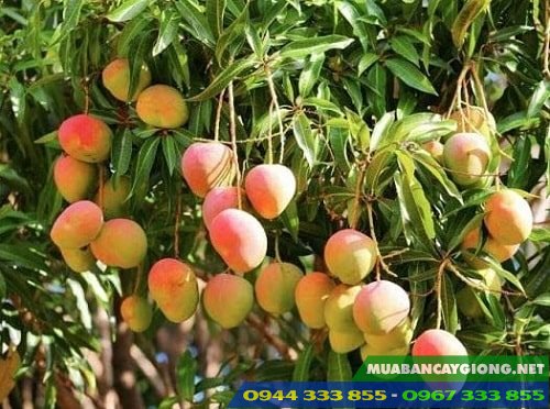 giong_xoai_uc_xoai_hong Giống xoài úc (xoài hồng)