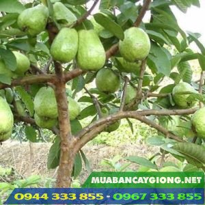 Hình ảnh cây ổi lê Đài Loan